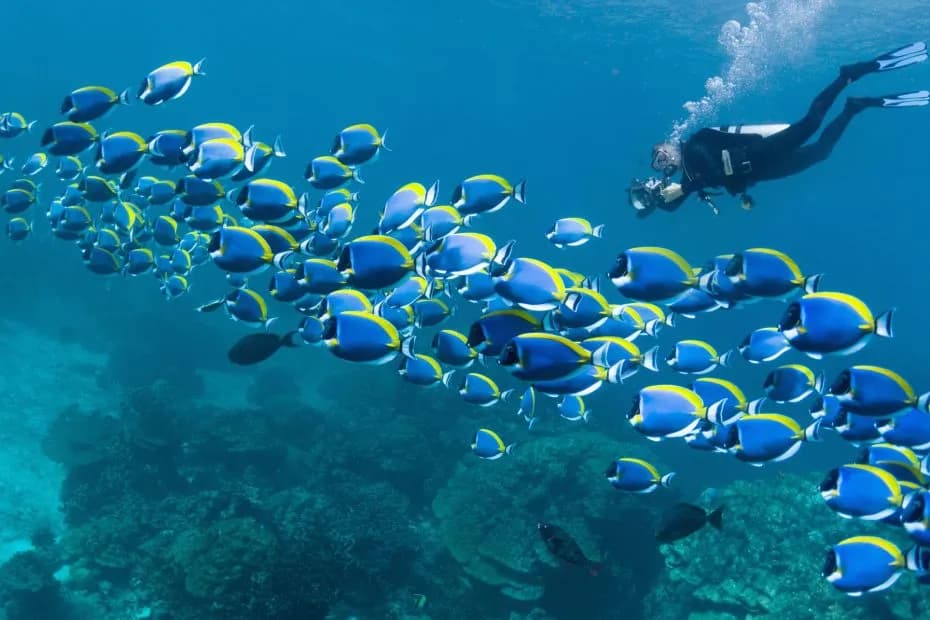 Cocos Island shark diving: Hammerheads, Silvertips and More